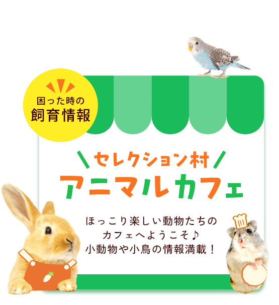 困った時の飼育情報 セレクション村 アニマルカフェ ほっこり楽しい動物たちのカフェへようこそ♪小動物や小鳥の情報満載！