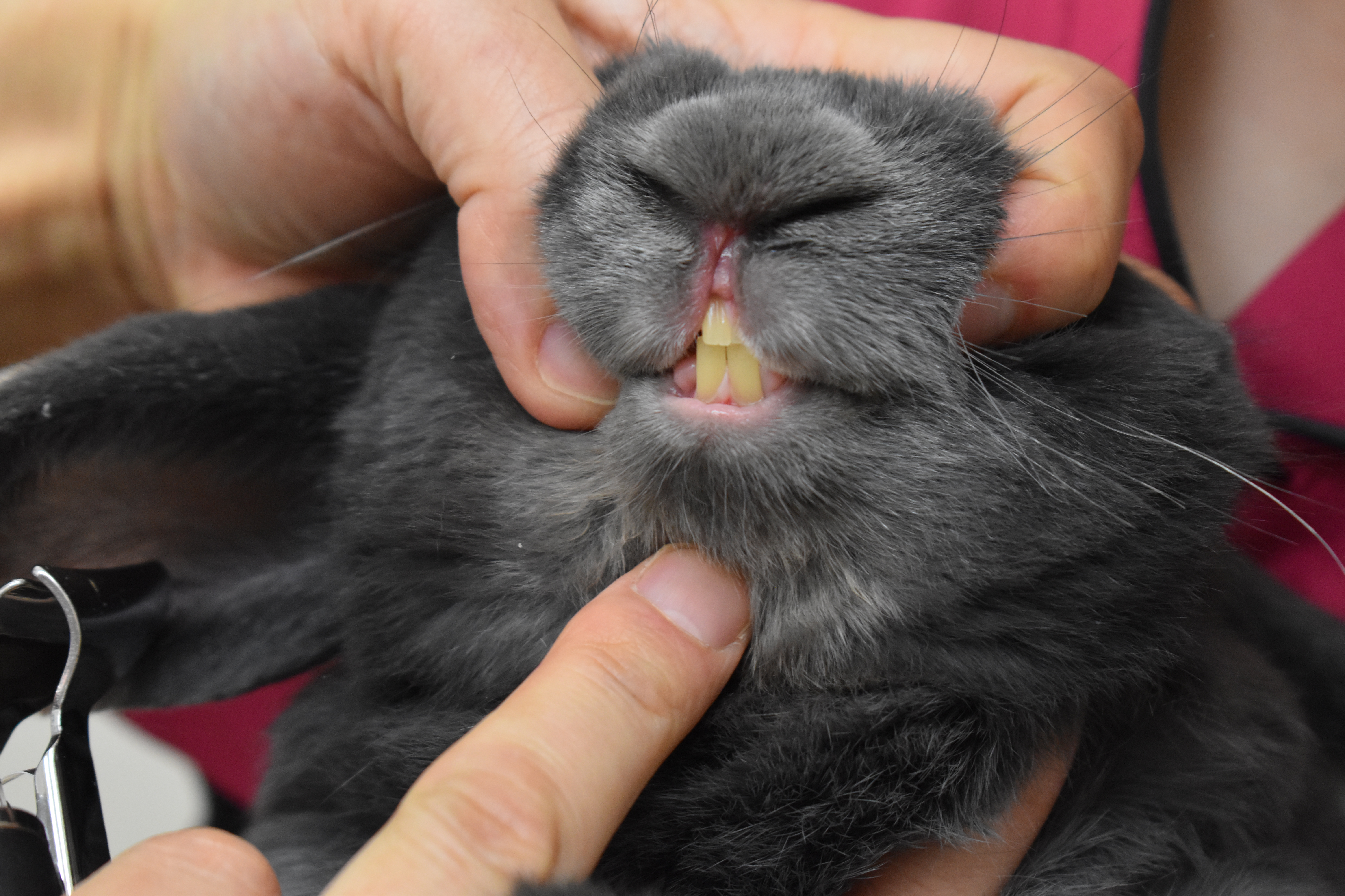 ウサギさんの歯の検査