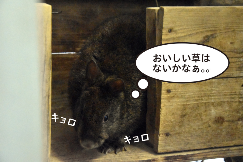 お腹が空いているアマミノクロウサギ