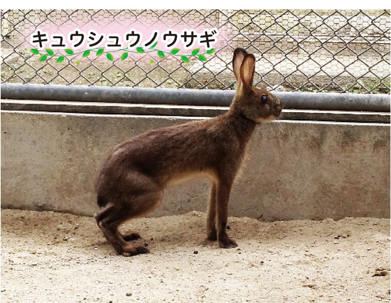 キュウシュウノウサギ