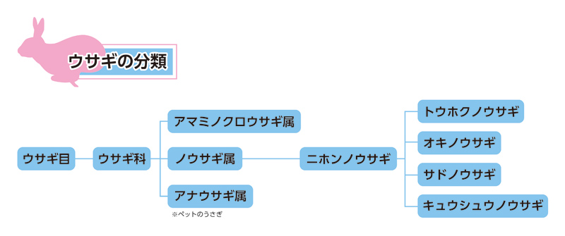 ノウサギノ分類