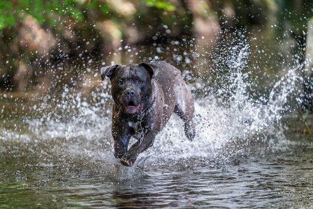 海を走る犬