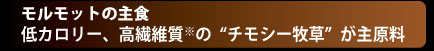 特長モルモット