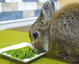 草食小動物・ハムスター