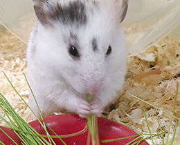 草食小動物・ハムスター