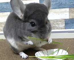 草食小動物・ハムスター